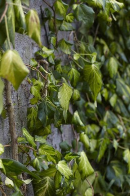 Kolchischer efeu Hedera colchica 'Fall Favourite' strauch Hedera colchica 'Fall Favourite'