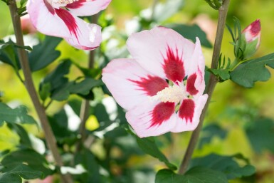 Eibisch Hibiscus syriacus 'Hamabo' strauch Hibiscus syriacus 'Hamabo'