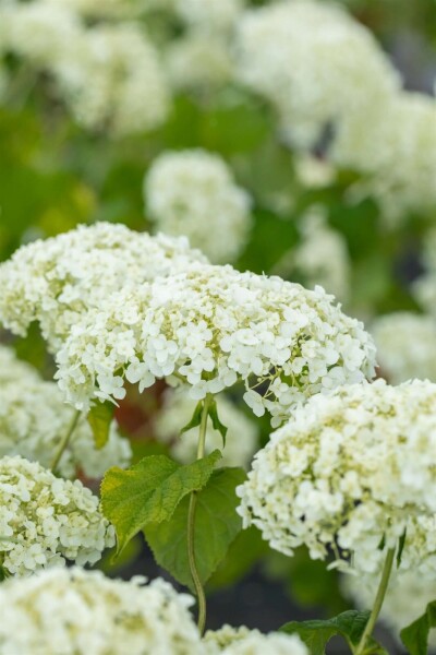 Schneeballhortensie Hydrangea ‘Strong Annabelle’ strauch Hydrangea ‘Strong Annabelle’ Strauch