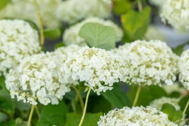 Schneeballhortensie Hydrangea ‘Strong Annabelle’ strauch Hydrangea ‘Strong Annabelle’ Strauch
