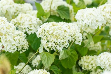 Schneeballhortensie Hydrangea ‘Strong Annabelle’ strauch Hydrangea ‘Strong Annabelle’ Strauch