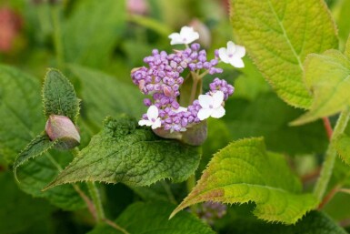 Hortensie Hydrangea involucrata strauch Hydrangea involucrata Strauch