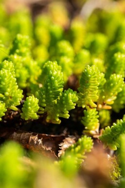 Türkischer Mauerpfeffer Sedum lydium 5-10 Topf 9x9 cm (P9) Sedum lydium