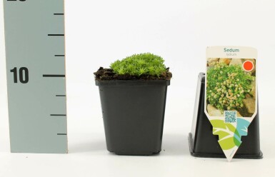 Türkischer Mauerpfeffer Sedum lydium 5-10 Topf 9x9 cm (P9)