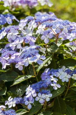 Bauernhortensie Hydrangea macrophylla 'Mariesii Perfecta' strauch Hydrangea macrophylla 'Mariesii Perfecta' Strauch