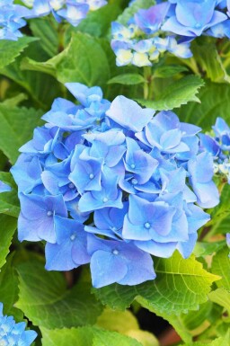 Bauernhortensie Hydrangea macrophylla 'Nikko Blue' strauch Hydrangea macrophylla 'Nikko Blue'