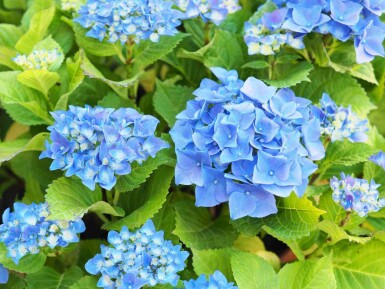 Bauernhortensie Hydrangea macrophylla 'Nikko Blue' strauch Hydrangea macrophylla 'Nikko Blue'