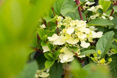 Rispenhortensie Hydrangea paniculata 'Early Sensation' strauch 30-40 C3 Hydrangea paniculata 'Early Sensation' Strauch 30-40 cm