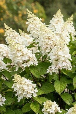 Hydrangea paniculata 'Kyushu' Strauch