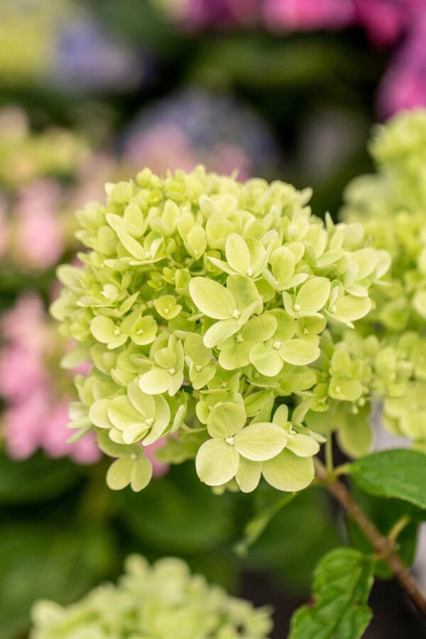 Rispenhortensie Hydrangea paniculata 'Little Lime' strauch 30-40 C3 Hydrangea paniculata 'Little Lime' Strauch 30-40 cm