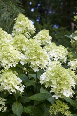 Rispenhortensie Hydrangea paniculata 'Little Spooky' strauch Hydrangea paniculata 'Little Spooky' Strauch