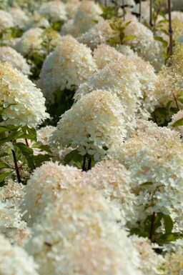 Rispenhortensie Hydrangea paniculata 'Phantom' strauch Hydrangea paniculata 'Phantom' Strauch