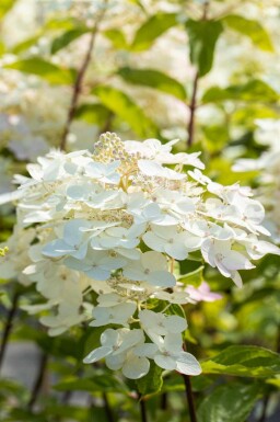 Rispenhortensie Hydrangea paniculata 'Unique' strauch Hydrangea paniculata 'Unique' Strauch