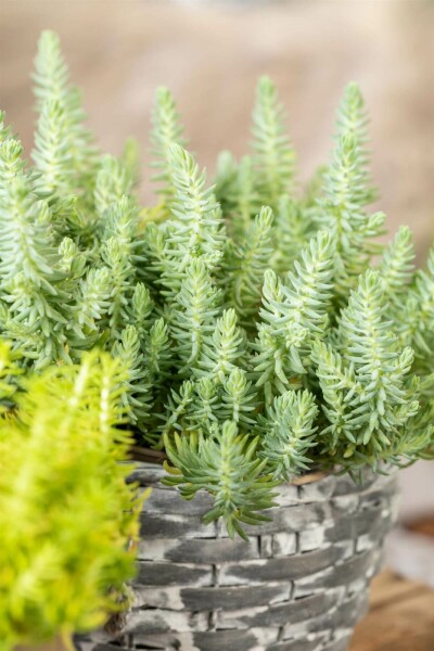 Tripmadam-Fetthenne Sedum reflexum 5-10 Topf 9x9 cm (P9) Sedum reflexum