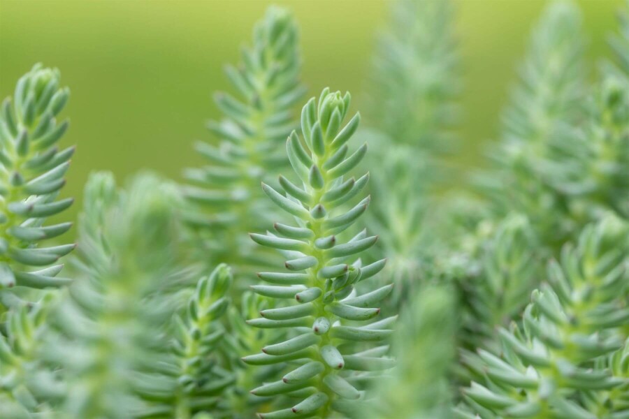 Tripmadam-Fetthenne Sedum reflexum 5-10 Topf 9x9 cm (P9) Sedum reflexum