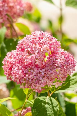 Schneeballhortensie Hydrangea 'Pink Annabelle' strauch Hydrangea 'Pink Annabelle' Strauch