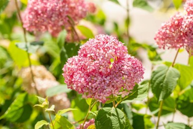 Schneeballhortensie Hydrangea 'Pink Annabelle' strauch Hydrangea 'Pink Annabelle' Strauch