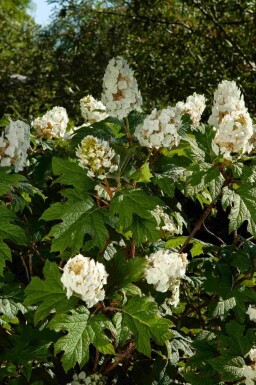 Eichenblatthortensie Hydrangea quercifolia strauch 25-30 C3 Hydrangea quercifolia Strauch 25-30 cm