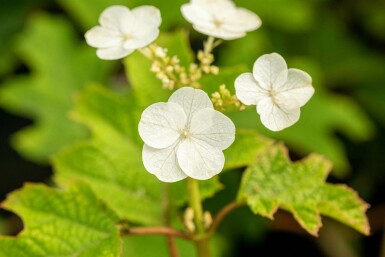 Eichenhortensie Hydrangea quercifolia 'Ruby Slippers' strauch 40-50 C3 Hydrangea quercifolia 'Ruby Slippers' Strauch 40-50 cm