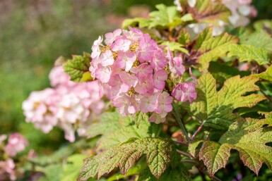 Eichenhortensie Hydrangea quercifolia 'Snow Queen' strauch Hydrangea quercifolia 'Snow Queen' Strauch