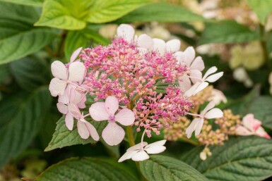 Japanische hortensie Hydrangea serrata 'Bluebird' strauch Hydrangea serrata 'Bluebird' Strauch
