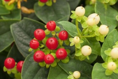 Johanniskraut Hypericum 'Miracle Attraction' strauch Hypericum 'Miracle Attraction' Strauch