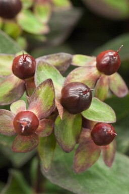 Tüpfeljohanniskraut Hypericum 'Miracle Night' strauch Hypericum 'Miracle Night'