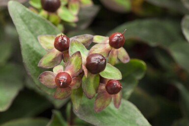 Tüpfeljohanniskraut Hypericum 'Miracle Night' strauch Hypericum 'Miracle Night'