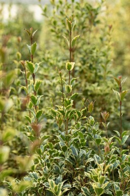 Stechpalme Ilex aquifolium 'Argentea Marginata' strauch Ilex aquifolium 'Argentea Marginata' Strauch