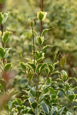 Stechpalme Ilex aquifolium 'Argentea Marginata' strauch Ilex aquifolium 'Argentea Marginata' Strauch