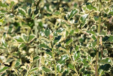 Stechpalme Ilex aquifolium 'Argentea Marginata' strauch Ilex aquifolium 'Argentea Marginata' Strauch