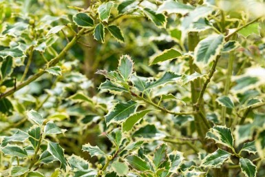 Stechpalme Ilex aquifolium 'Argentea Marginata' strauch Ilex aquifolium 'Argentea Marginata' Strauch