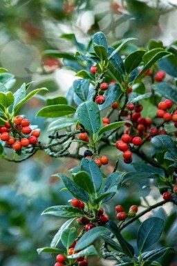 Stechpalme Ilex aquifolium 'J.C. Van Tol' strauch Ilex aquifolium 'J.C. Van Tol' Strauch