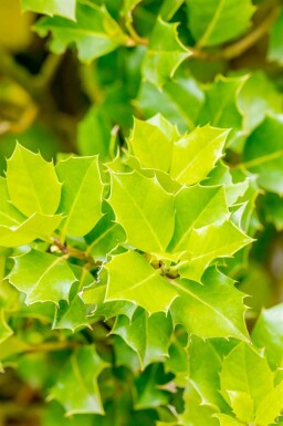 Stechpalme Ilex 'Nellie R Stevens' strauch Ilex 'Nellie R Stevens' Strauch