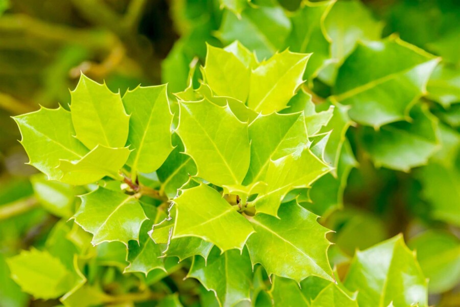 Stechpalme Ilex 'Nellie R Stevens' strauch Ilex 'Nellie R Stevens' Strauch