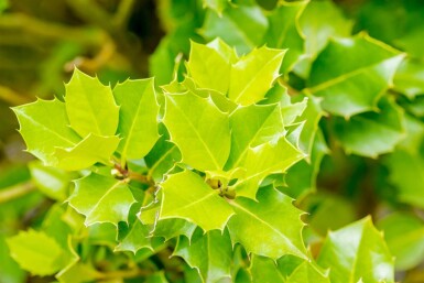 Stechpalme Ilex 'Nellie R Stevens' strauch Ilex 'Nellie R Stevens' Strauch