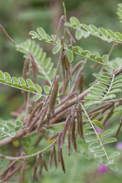 Indigostrauch Indigofera heterantha strauch Indigofera heterantha Strauch