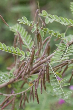 Indigostrauch Indigofera heterantha strauch Indigofera heterantha
