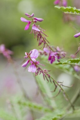 Indigostrauch Indigofera heterantha strauch Indigofera heterantha