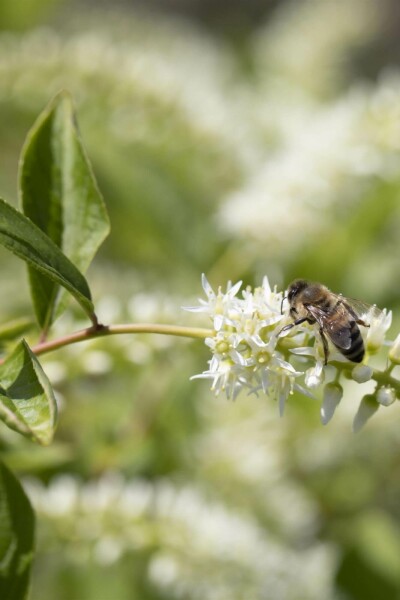 Zimterle Itea virginica 'Henry's Garnet' strauch Itea virginica 'Henry's Garnet' Strauch