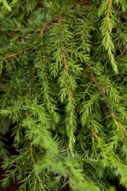 Gemeiner wacholder Juniperus communis 'Green Carpet' strauch Juniperus communis 'Green Carpet'