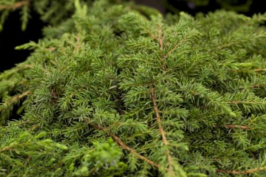 Gemeiner wacholder Juniperus communis 'Green Carpet' strauch Juniperus communis 'Green Carpet'