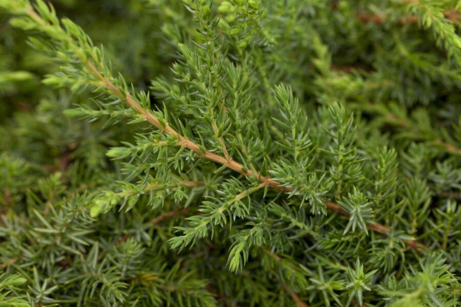 Gemeiner wacholder Juniperus communis 'Green Carpet' strauch Juniperus communis 'Green Carpet' Strauch
