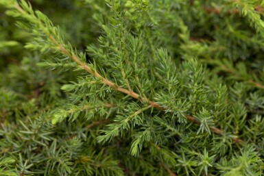 Gemeiner wacholder Juniperus communis 'Green Carpet' strauch Juniperus communis 'Green Carpet' Strauch