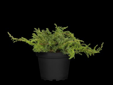 Gemeiner wacholder Juniperus communis 'Green Carpet' strauch Juniperus communis 'Green Carpet' Strauch