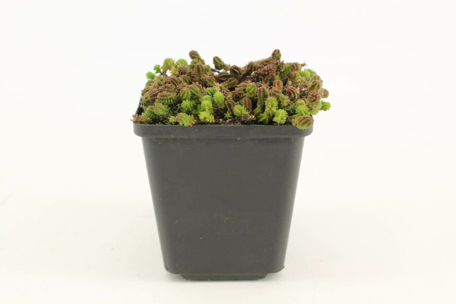 Goldmoos-Fettblatt Sedum sexangulare 5-10 Topf 9x9 cm (P9) Sedum sexangulare