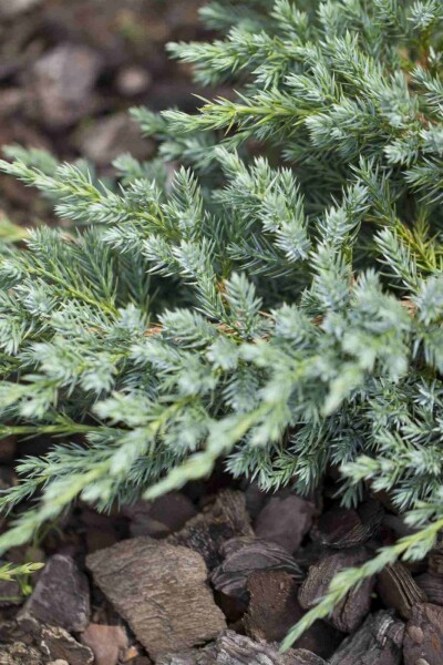 Blauer Kriech-Wacholder Juniperus squamata 'Blue Carpet' strauch Juniperus squamata 'Blue Carpet' Strauch
