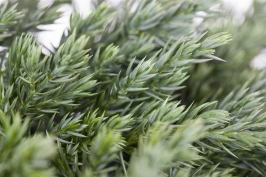 Blauer Kriech-Wacholder Juniperus squamata 'Blue Carpet' strauch Juniperus squamata 'Blue Carpet' Strauch