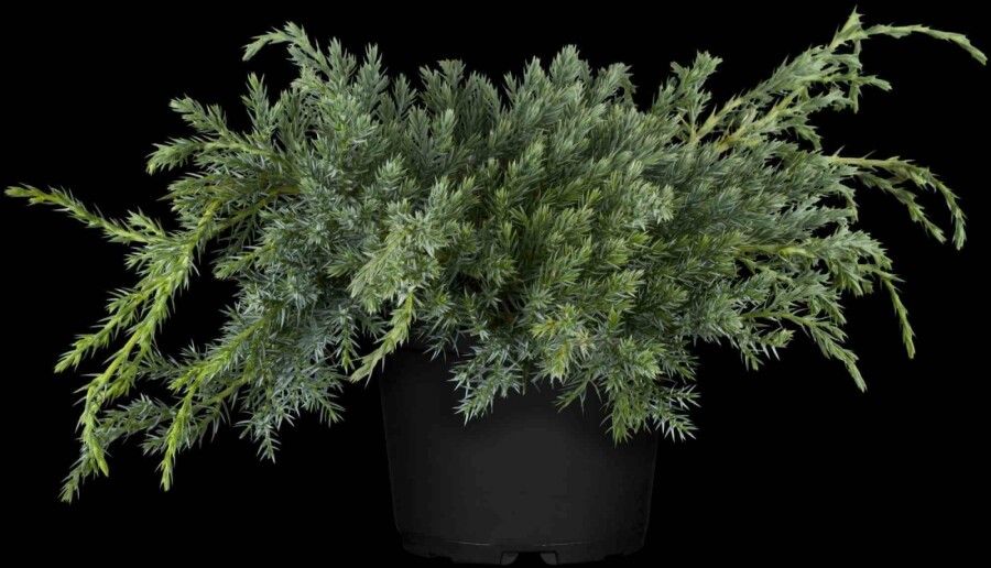 Blauer Kriech-Wacholder Juniperus squamata 'Blue Carpet' strauch Juniperus squamata 'Blue Carpet' Strauch