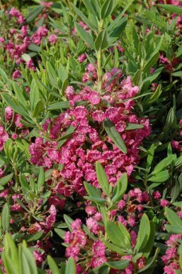 Berglorbeer Kalmia latifolia strauch Kalmia latifolia